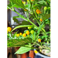 Aji Charapita