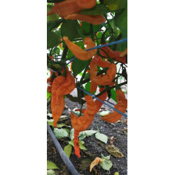 Aji Melocoton