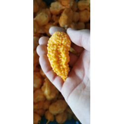 Bhut Ghost Jolokia Peach