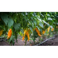 Bhut Jolokia Orange semená