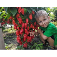 Bhut Ghost Jolokia sadenica