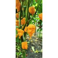 Carolina Reaper Yellow sadenica