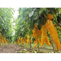 Corno di Toro Giallo