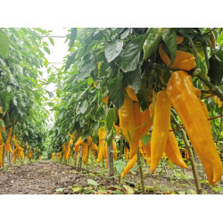 Corno di Toro Giallo