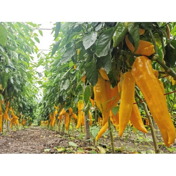 Corno di Toro Giallo