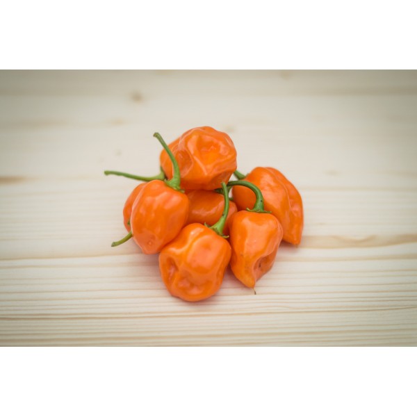  Habanero Orange predpestovaná sadenica chilli