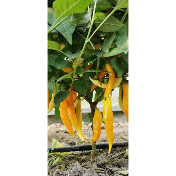 Aji Challuaruro Amarillo