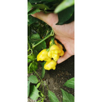 Aji Fantasy