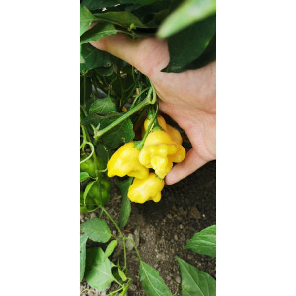 Aji Fantasy