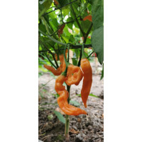 Aji Melocoton