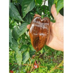 Ancho Poblano 