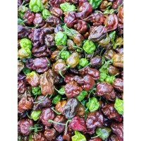 Brown Bhutlah predpestovaná sadenica chilli