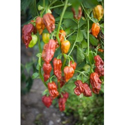 Bhut Jolokia Chocolate sadenica