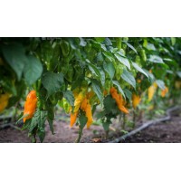 Bhut Ghost Jolokia Orange čerstvé plody