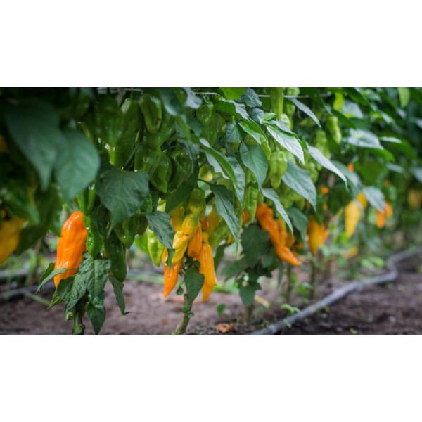 Bhut Jolokia Orange predpestovaná sadenica chilli