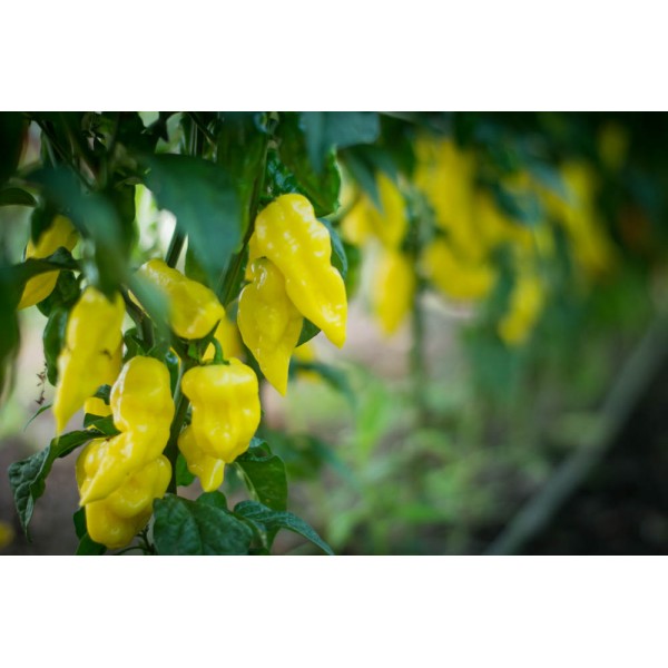 Bhut Jolokia Yellow predpestovaná sadenica chilli