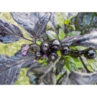 Black Pearl predpestovaná sadenica chilli