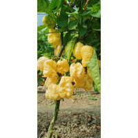 Carolina Reaper White
