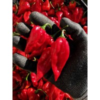  Fatalii Red predpestovaná sadenica chilli