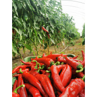 Mletá  paprika údená