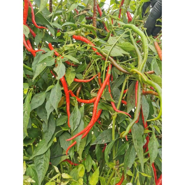  Indonesian Panjang predpestovaná sadenica chilli