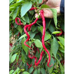 Thunder Mountain Longhorn