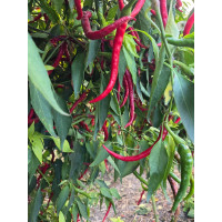 Thai Red