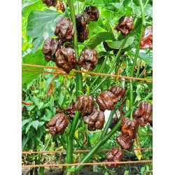 Trinidad Scorpion Moruga Chocolate predpestovaná sadenica