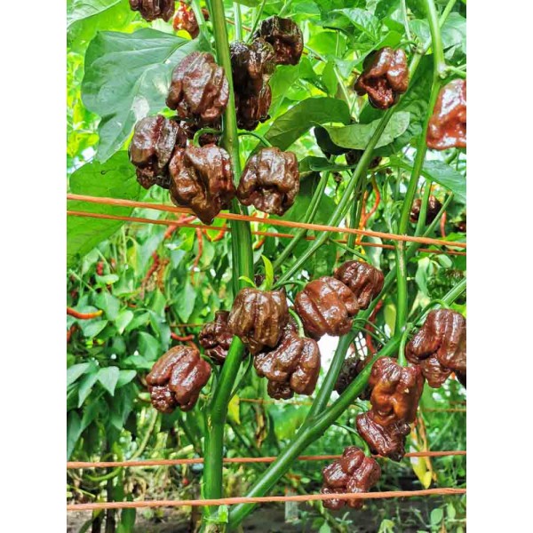 Trinidad Scorpion Moruga Chocolate predpestovaná sadenica