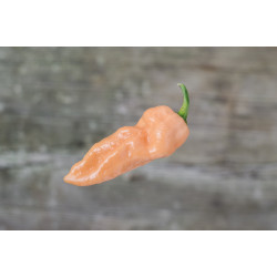 Bhut Jolokia Peach 